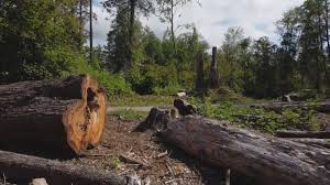 Carpentersville, IL Tree Services Company