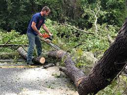 Best Tree Health Inspection  in Carpentersvle, IL
