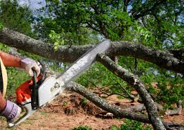 Best Commercial Tree Services  in Carpentersvle, IL