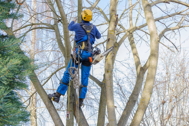 Best Soil Testing and Treatment  in Carpentersvle, IL