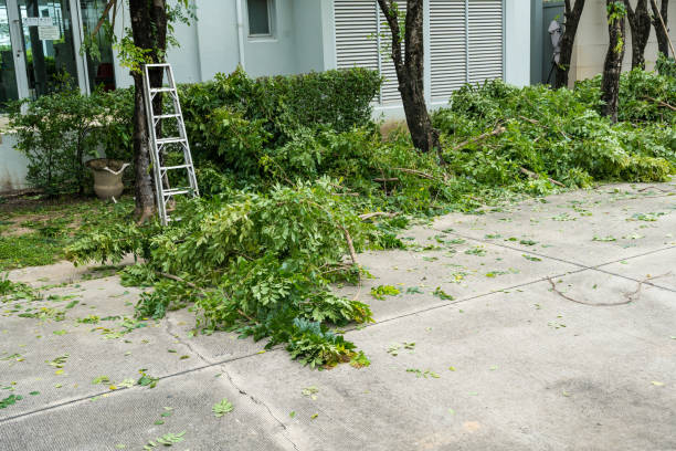 Best Tree Trimming and Pruning  in Carpentersvle, IL