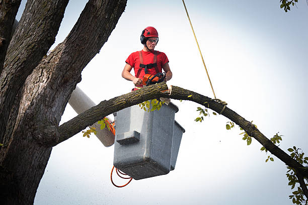 Best Tree Mulching  in Carpentersvle, IL