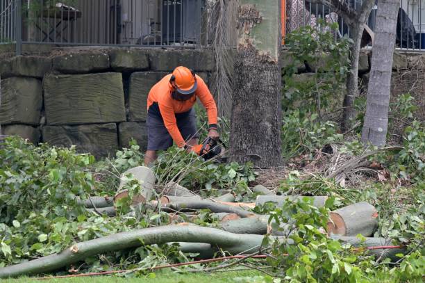 Best Tree Cabling and Bracing  in Carpentersvle, IL