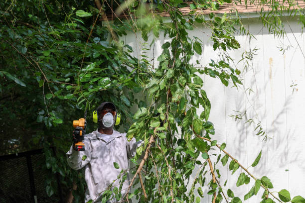 How Our Tree Care Process Works  in  Carpentersville, IL